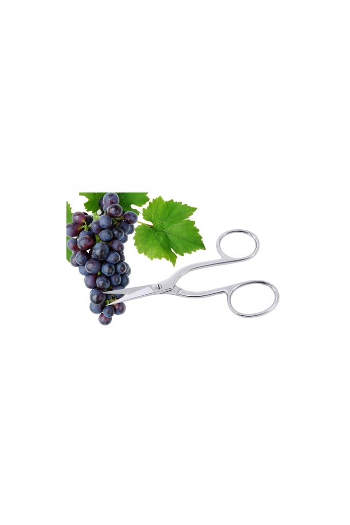 Traubenschere Contacto 16cm aus Edelstahl